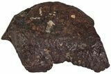 Chondrite Meteorite ( g) - Western Sahara Desert #222585-1